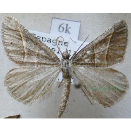 Petrophora convergata (de Villers, 1789) Spain6k